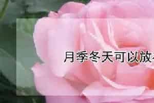 月季冬天可以放在外面吗