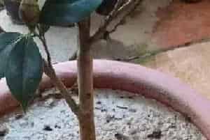 盆栽施肥 | 盆栽山茶花施肥方法