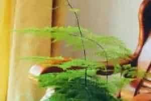播种繁殖的绿植有哪些?文竹(百合科天门冬属)云片竹、山草