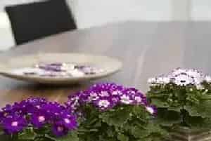 瓜叶菊花语及其故事