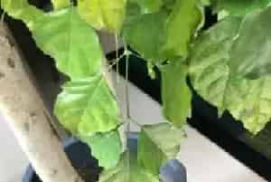 盆栽施肥 | 幸福树被肥料烧了怎么办