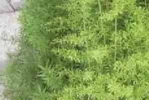 播种繁殖的绿植有哪些?天门冬(百合科天门冬属)天冬草、天冬