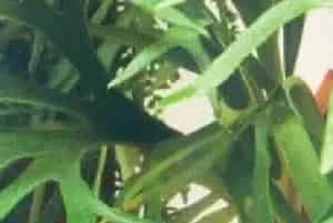 播种繁殖的绿植有哪些?长叶鹿角蕨(鹿角蕨科鹿角蕨属)鹿角蕨