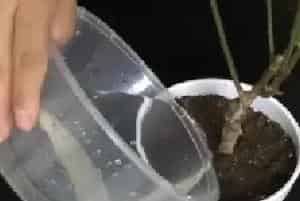 盆景养护管理 | 家庭盆栽梅花怎么养