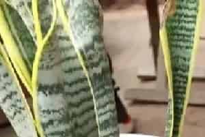 盆景养护管理 | 冬天虎皮兰烂根后怎么处理