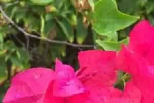 三角梅冬天开花吗？三角梅的品种介绍