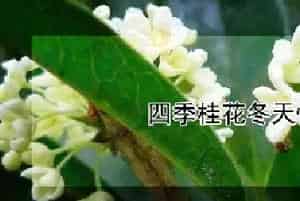四季桂花冬天怕冻吗