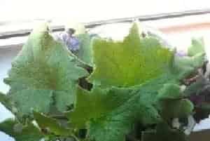盆景养护管理 | 家庭盆栽瓜叶菊蔫了怎么办