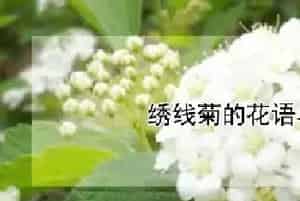 绣线菊的花语与寓意是什么？