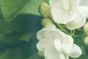 压条繁殖的花卉有哪些?茉莉花(木犀科素馨属)茉莉、末利花、香魂、木梨花