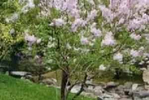 嫁接繁殖的花卉有哪些?华北紫丁香(木犀科丁香属)丁香、紫丁香