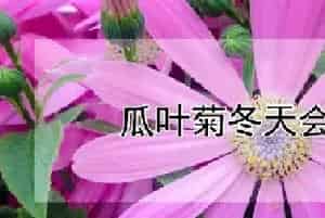 瓜叶菊冬天会冻死吗