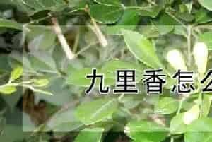 九里香怎么水培