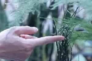 盆栽修剪 | 文竹冬天可以全剪了吗