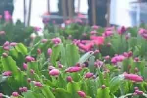 养了十几年的蟹爪莲还能开花吗？