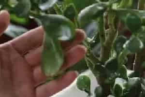 盆景养护管理 | 玉树冬天怎么养护