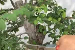 盆栽修剪 | 雀梅盆景剪枝整形 掌握技巧事半功倍