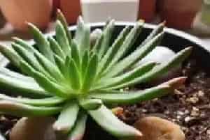 盆景养护管理 | 多肉植物冬天怎么养护和防冻