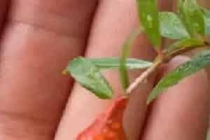 盆栽施肥 | 盆栽石榴用什么肥才可以开花