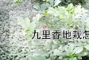 九里香地栽怎么过冬