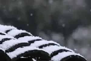 藤本月季越冬办法