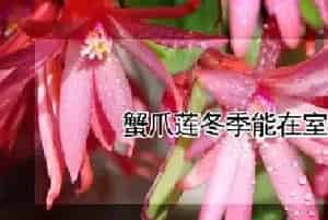 蟹爪莲冬季能在室外过冬吗?