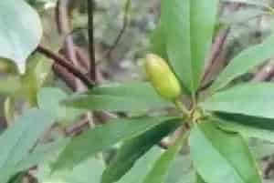 嫁接繁殖的花卉有哪些?红花木莲(木兰科木莲属)