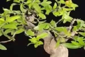 盆栽施肥 | 石榴盆景用什么肥料