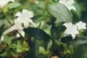 分生繁殖的绿植有哪些?六月雪(茜草科白马骨属)满天星、碎叶冬青