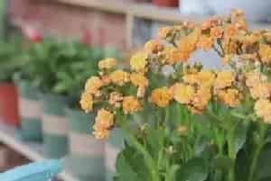 盆栽施肥 | 长寿花不长花苞怎么办
