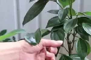 盆栽浇水 | 平安树冬天浇水后叶子下垂怎么办