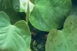 扦插繁殖的绿植有哪些?团扇蔓绿绒(天南星科喜林芋属)