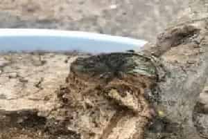 树木盆景 | 石榴老桩腐烂怎么办