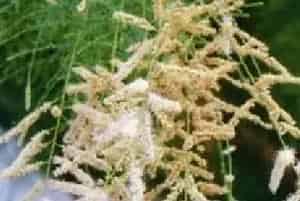 压条繁殖的花卉有哪些?怪柳(怪柳科怪柳属)三春柳