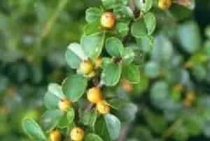 播种繁殖的绿植有哪些?平枝栒子(蔷薇科栒子属)铺地蜈蚣