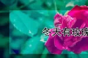 冬天有玫瑰花吗