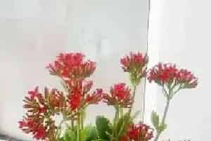 长寿花生长过程图？