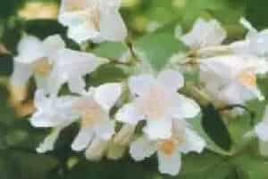 播种繁殖的绿植有哪些?猬实(忍冬科猬实属)蝟实