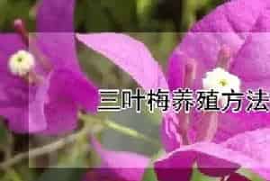 三叶梅养殖方法怎样过冬