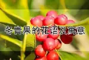 冬青果的花语及寓意