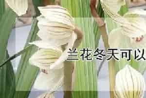 兰花冬天可以换盆吗