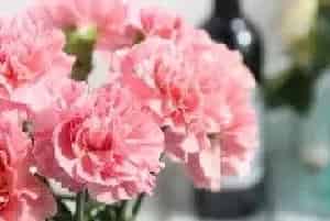 康乃馨的花语和象征意义
