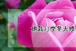 地栽月季冬天修剪留多高