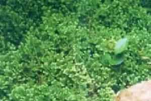 分生繁殖的绿植有哪些?小翠云草(卷柏科卷柏属)