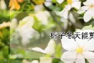栀子冬天能剪枝吗