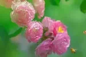 蔷薇的花语和寓意
