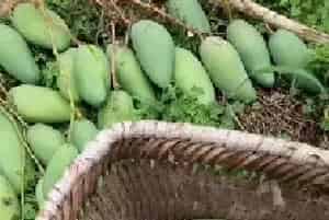 芒果（马蒙）高产栽培五大要点介绍。