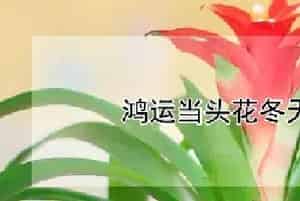 鸿运当头花冬天怎么养