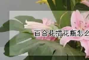 百合花插花瓶怎么修剪叶子