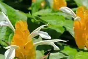 金苞花花语